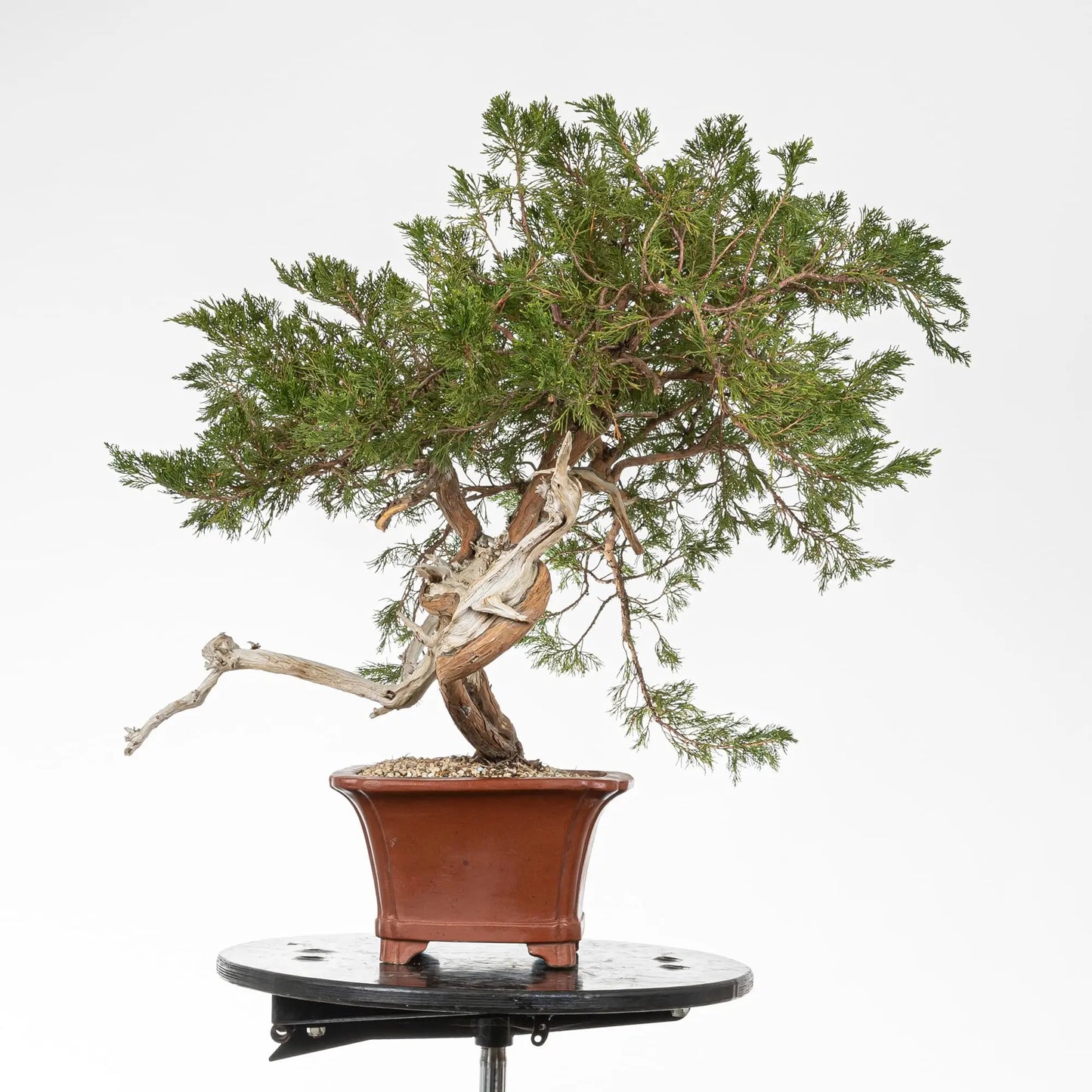 Lado izquierdo juniperus sabina araki.
