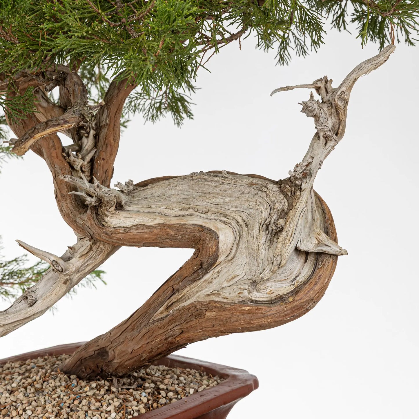 Detalle de curba potente con shari grande. Se observa el sustrato de pomice akadama sin tierra del monte.