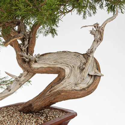 Detalle de curba potente con shari grande. Se observa el sustrato de pomice akadama sin tierra del monte.