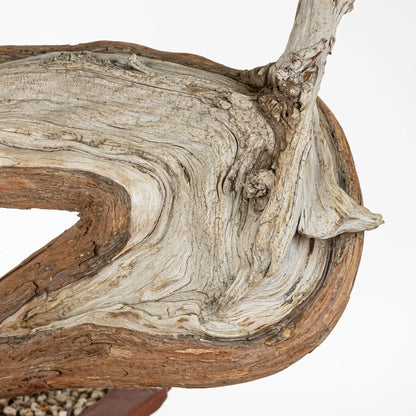 Detalle de la curva potente con shari y vena envuelve shari por los dos lados.