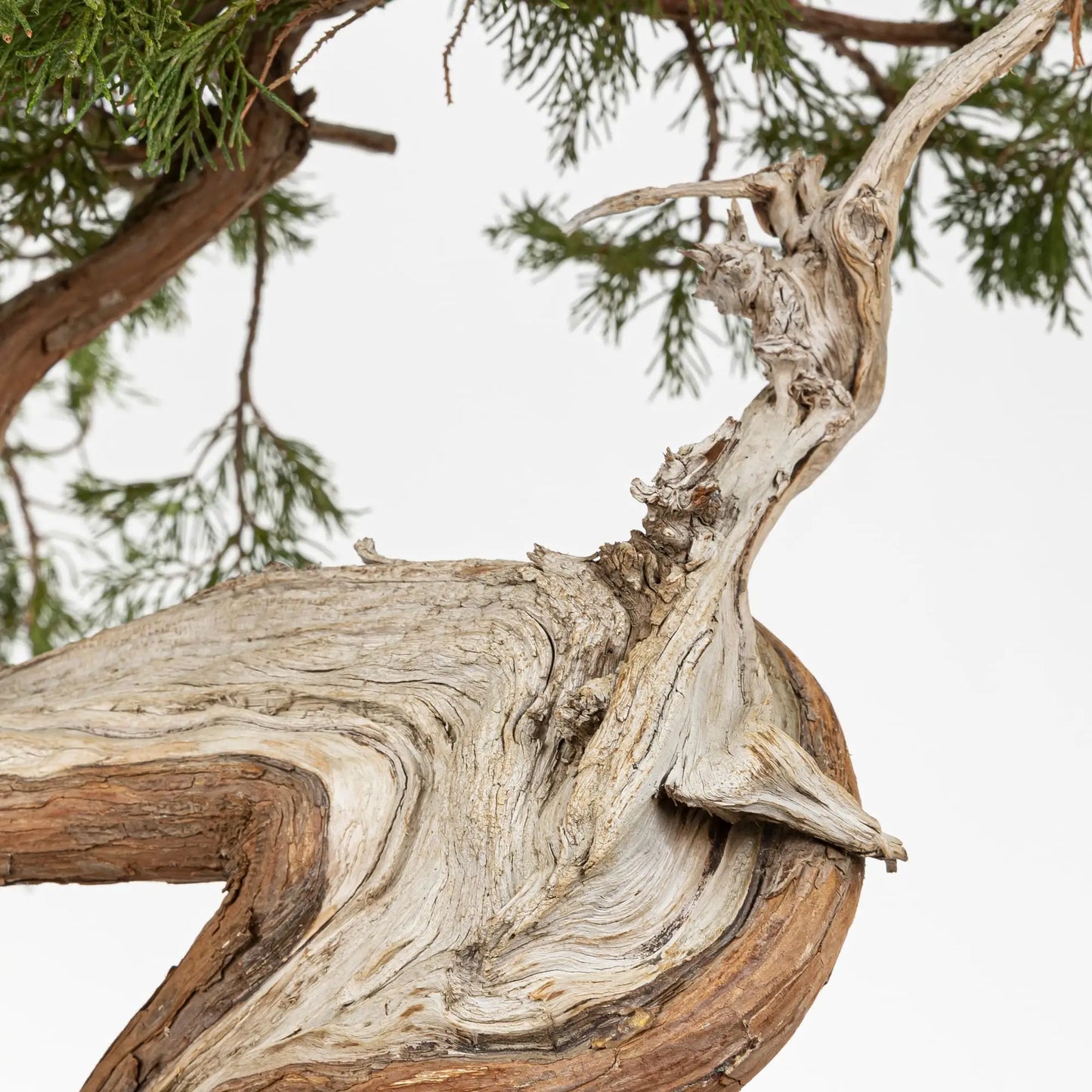 Shari con jin natural y muy viejo