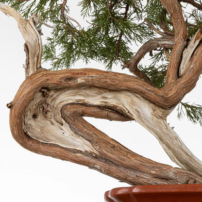 Curva ancha del shari con dos jines muy potentes