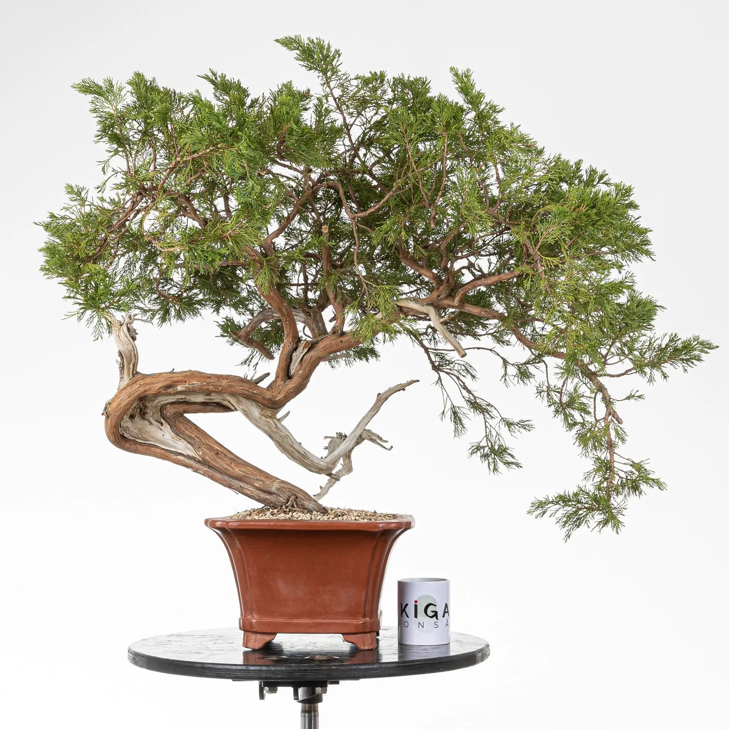 Frente de bonsai junipero sabina con maceta de bonsai y taza de Ikigai Bonsái.