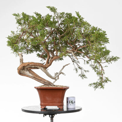 Frente de bonsai junipero sabina con maceta de bonsai y taza de Ikigai Bonsái.