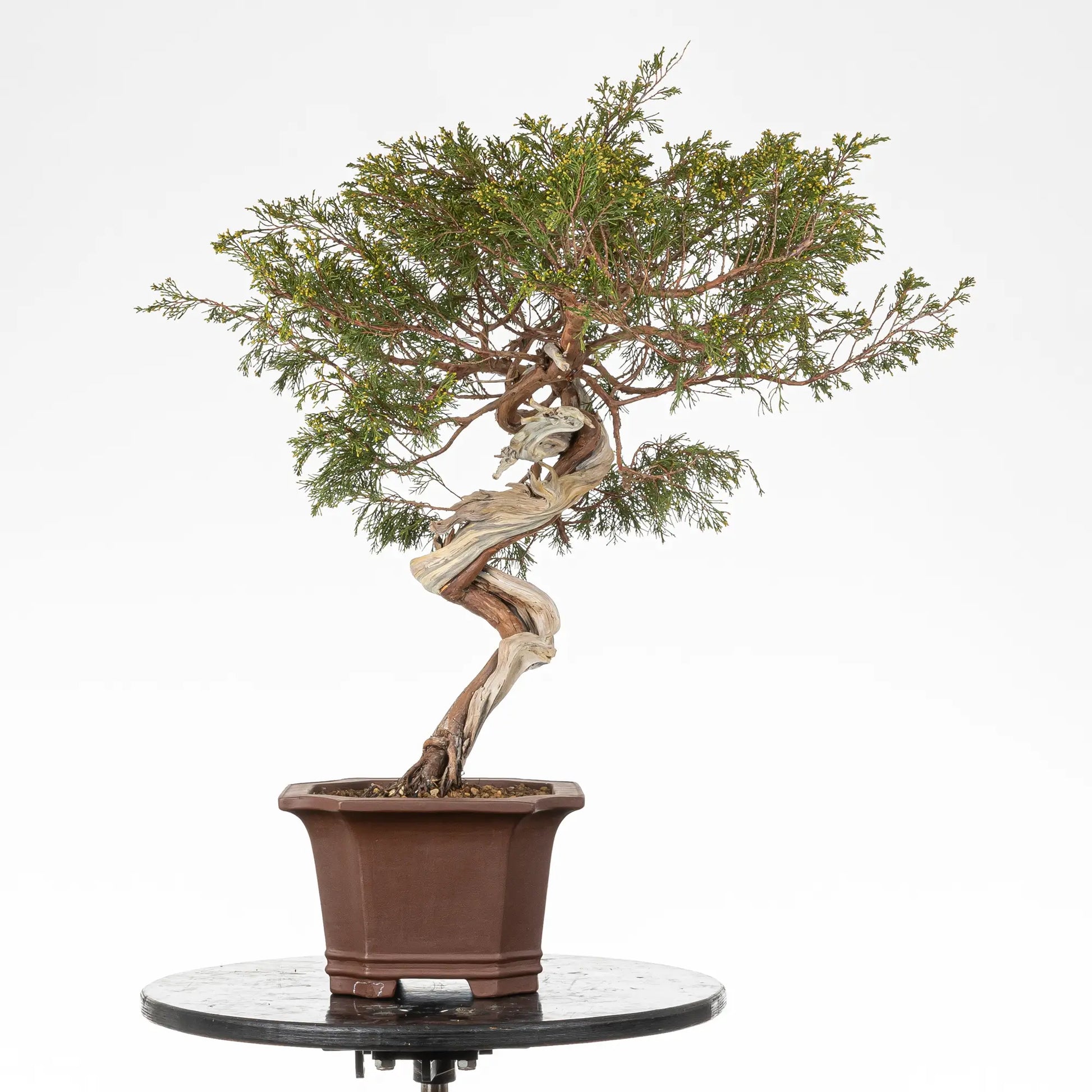 Bonsái yamadori de juniperus sabina en tamaño dai y estilo bunjin.