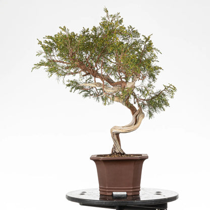 Cara derecha de bonsi yamadori de juniperus sabina