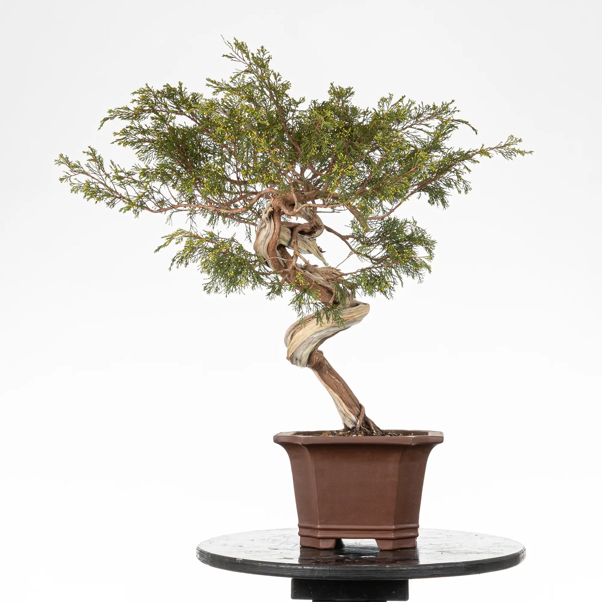 Cara trasera de bonsai yamadori de juniperus sabina