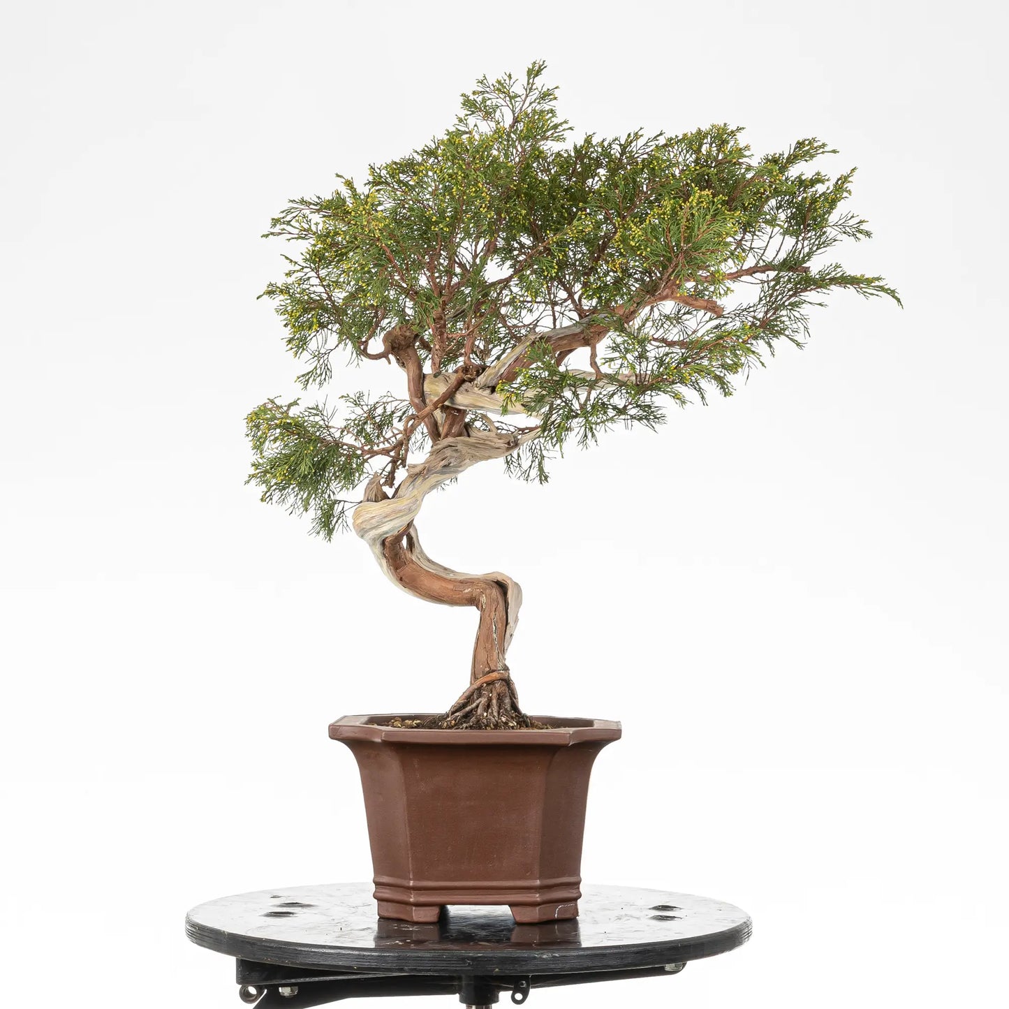 Cara izquierda de bonsai yamadori de juniperus sabina
