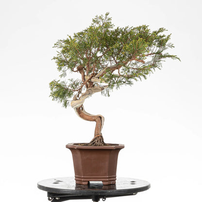 Cara izquierda de bonsai yamadori de juniperus sabina
