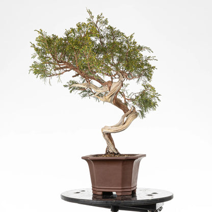 Posible frente de diseño de bonsai yamadori de juniperus sabina