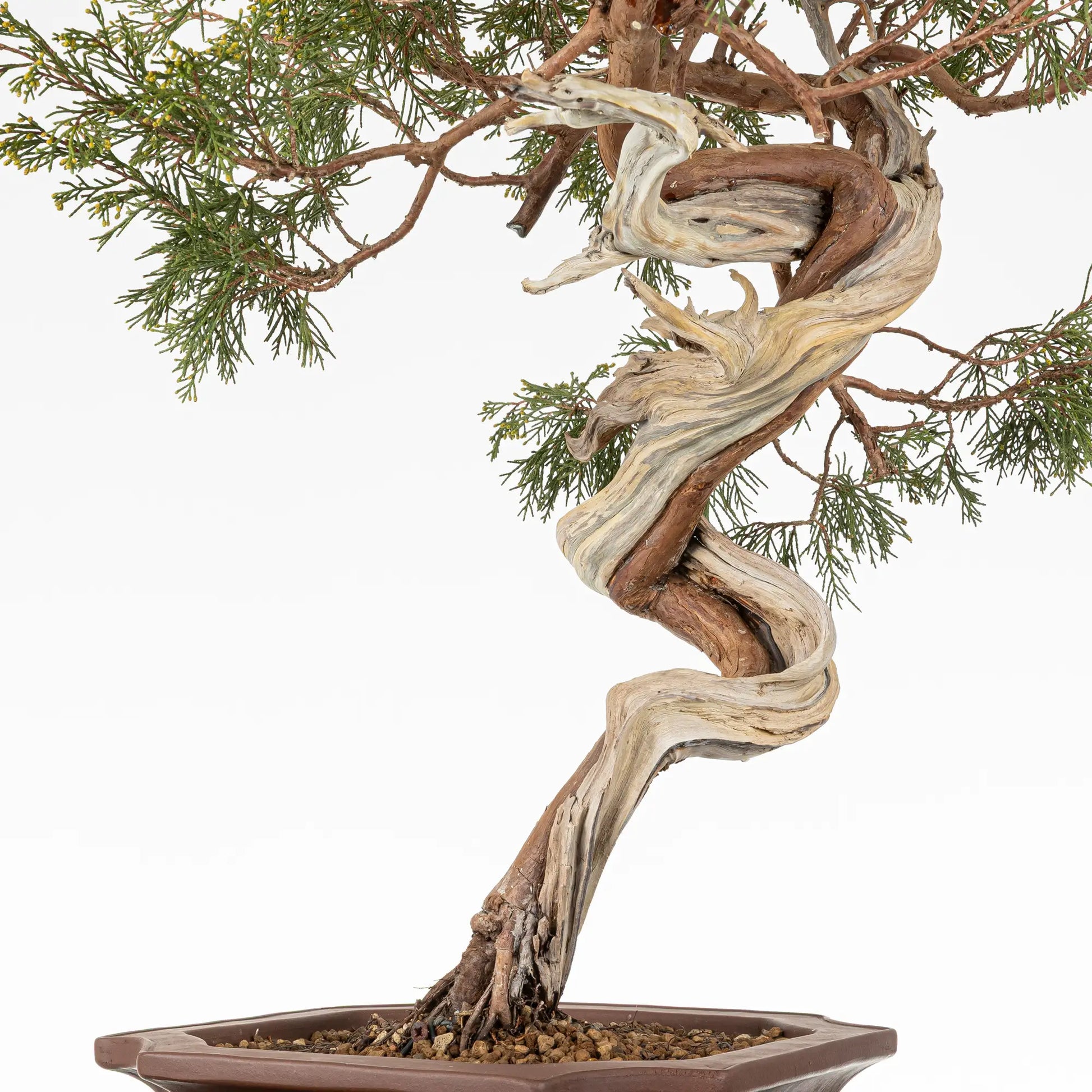 Detalle de sharis y venas con muchas curvas de bonsai yamadori de juniperus sabina