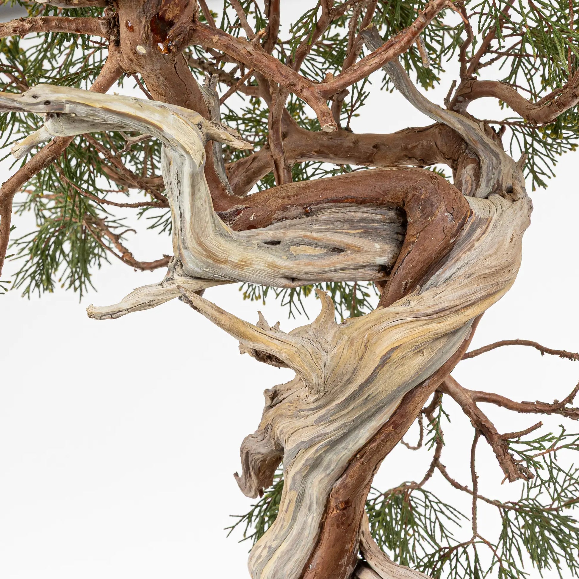 Detalle de ramas curvas, venas y sharis de bonsai yamadori de juniperus sabina