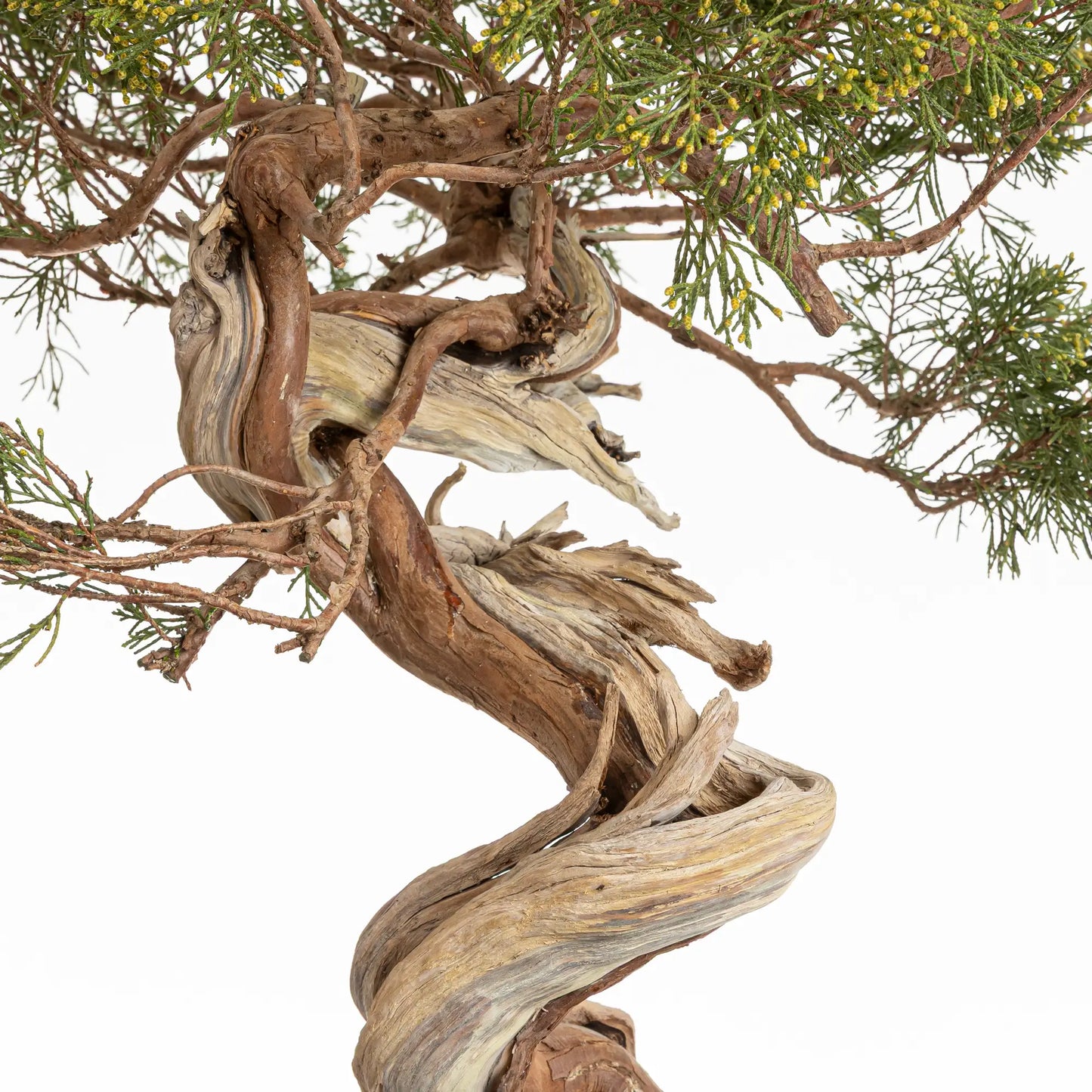 Detalle de sharis de juniperus sabina