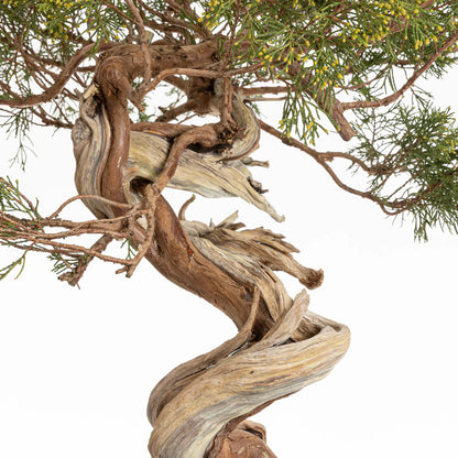 Detalle de sharis de juniperus sabina