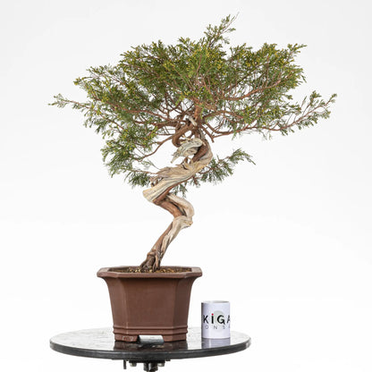 Comparativa de tamaño de bonsai de juniperus sabina con una taza de café de la tienda ikigai bonsai