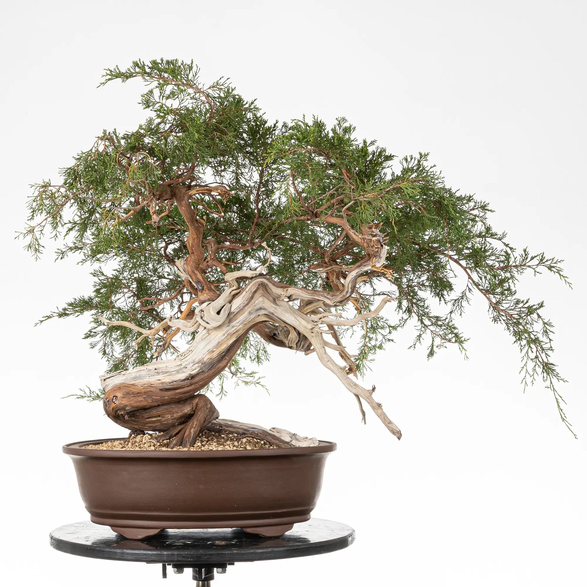 Bonsai yamadori de juniperus sabina en tamaño dai y estilo moyogi