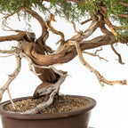 Detalle de curvas y jines de bonsai yamadori de juniperus sabina