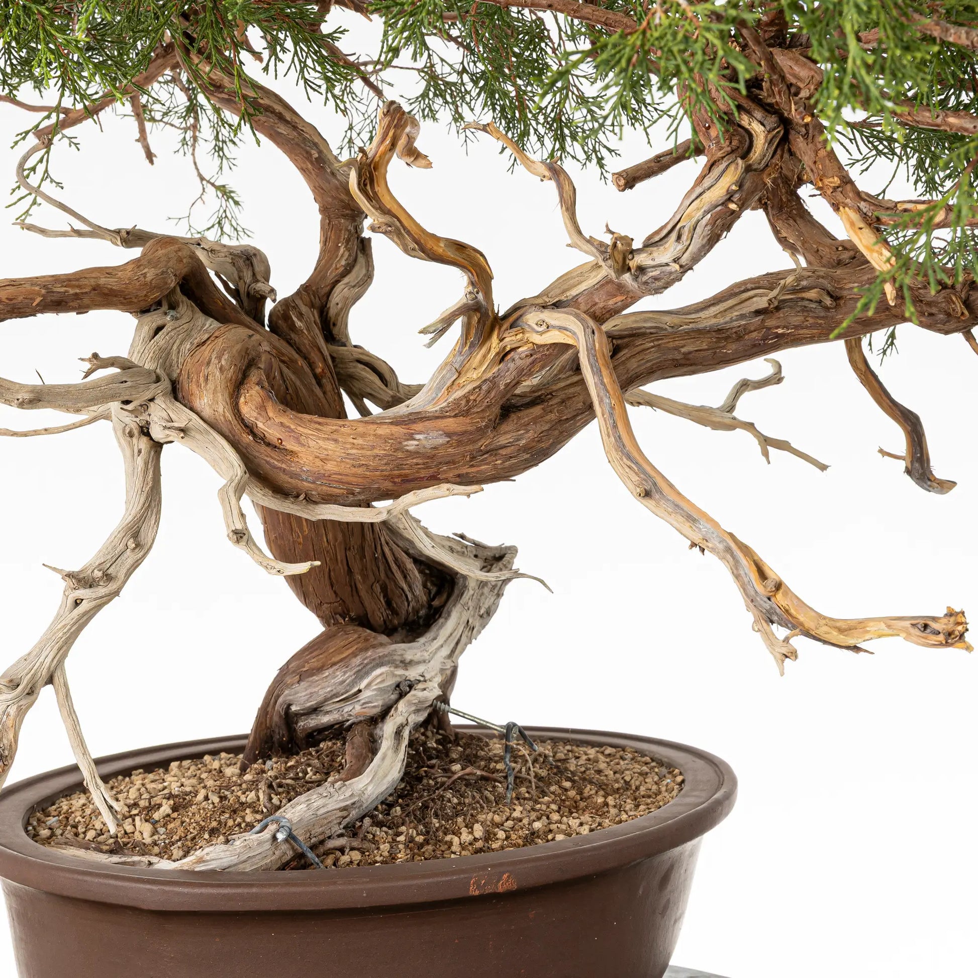 Detalle de curvas y jines de bonsai yamadori de juniperus sabina