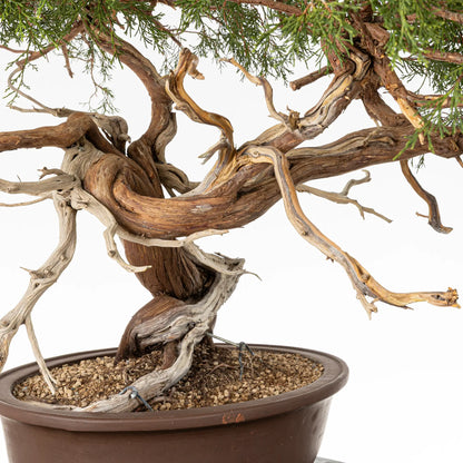 Detalle de curvas y jines de bonsai yamadori de juniperus sabina