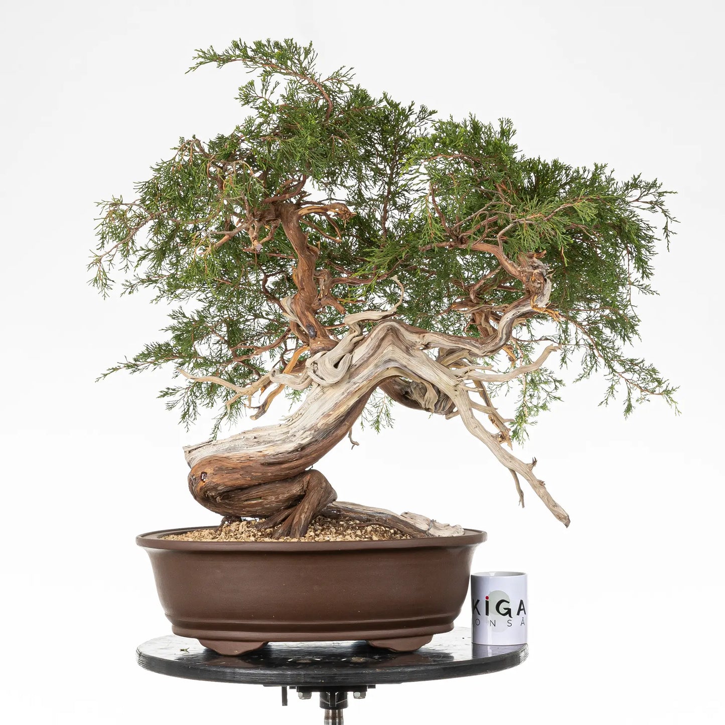 Comparativa de tamaño de bonsai yamadori de juniperus sabina con una taza de café de la tienda ikigai bonsai