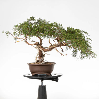 Cara derecha de bonsai de juniperus sabina