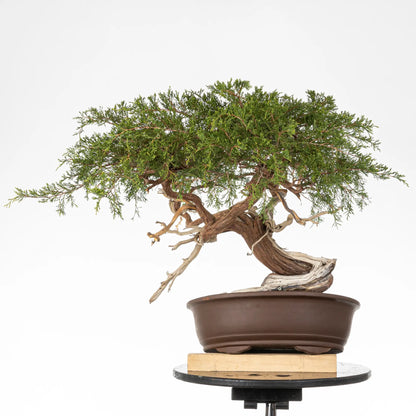 Cara trasera de bonsai de juniperus sabina
