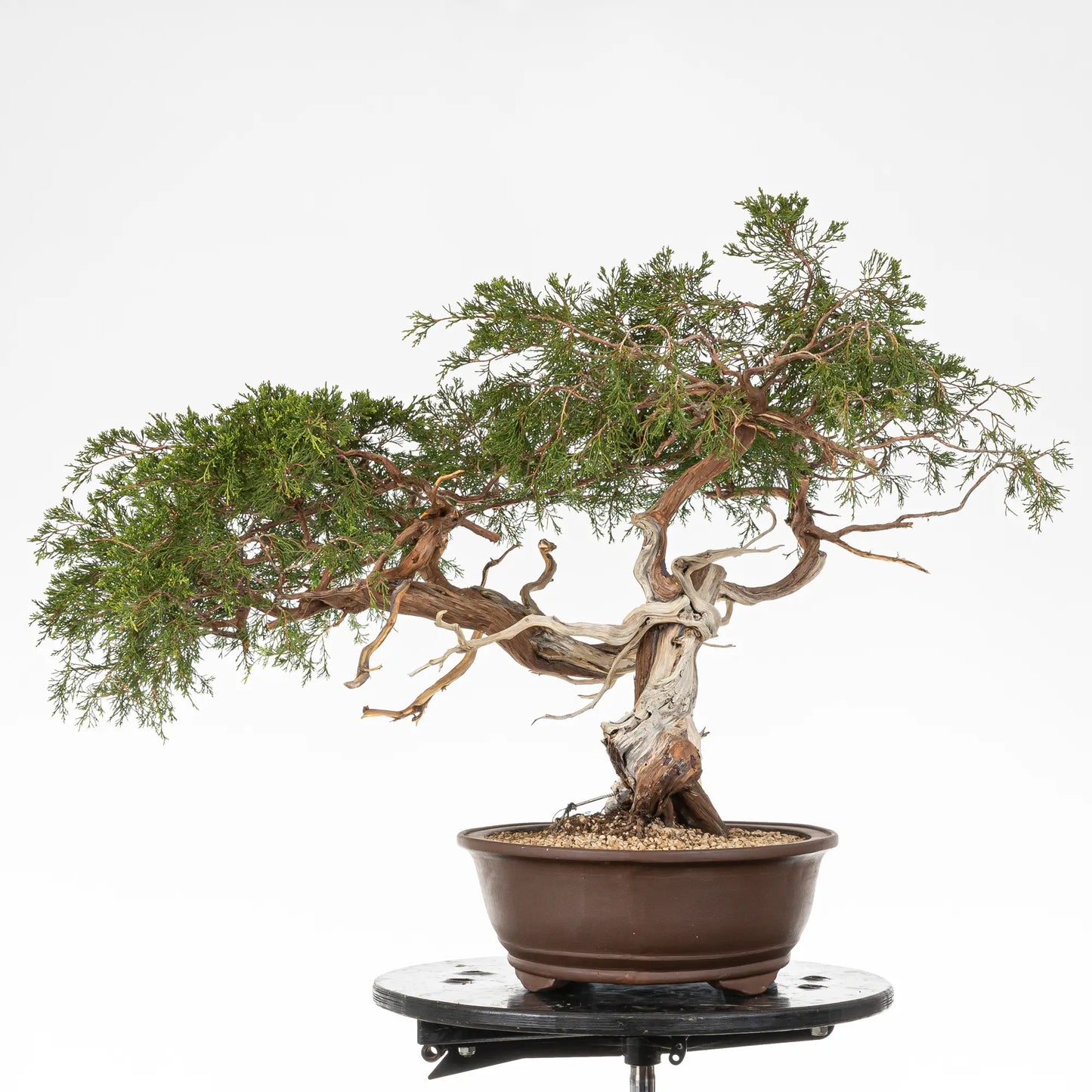 Cara izquierda de bonsai de juniperus sabina
