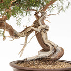 Detalle de base, nebari, shari y venas de bonsai yamadori de juniperus sabina