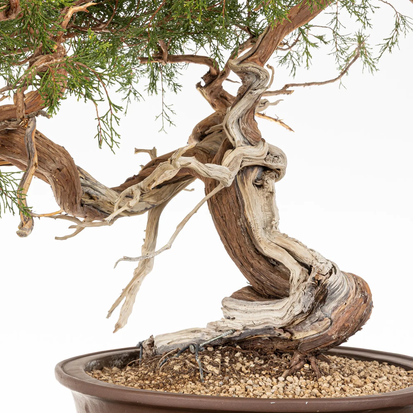 Detalle de base, nebari, shari y venas de bonsai yamadori de juniperus sabina