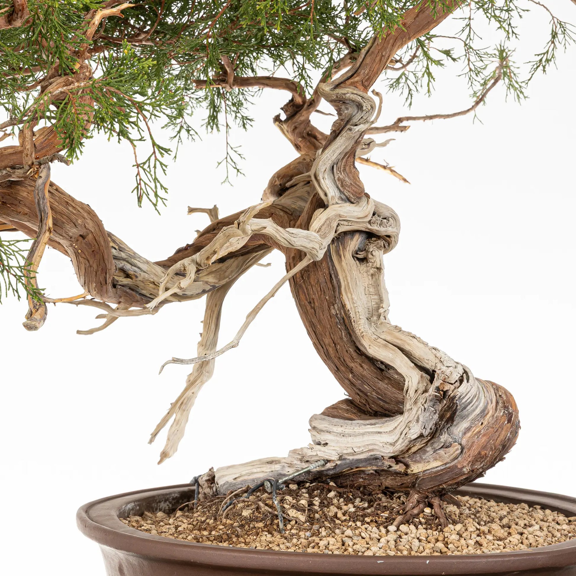 Detalle de base, nebari, shari y venas de bonsai yamadori de juniperus sabina