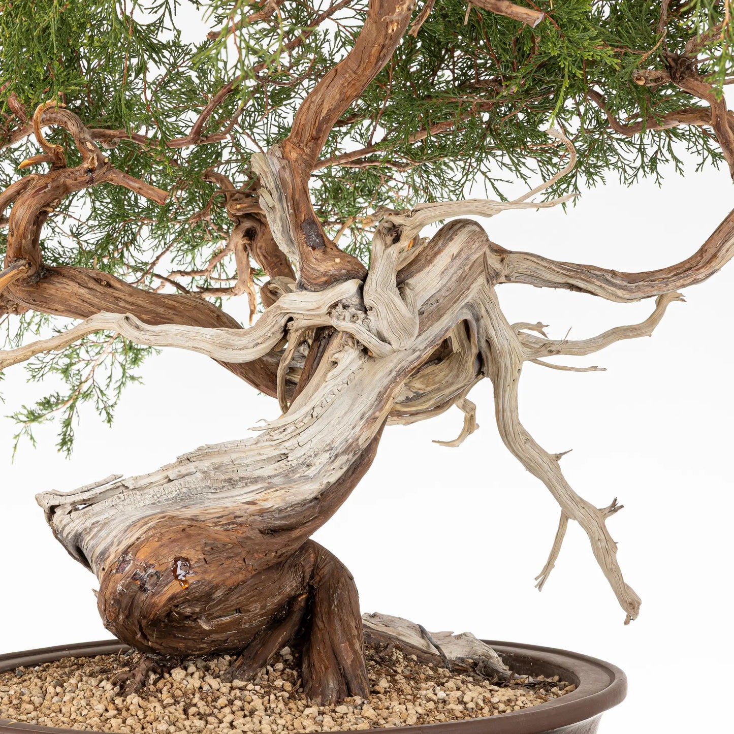 Detalle de tronco de bonsai yamadori de juniperus sabina