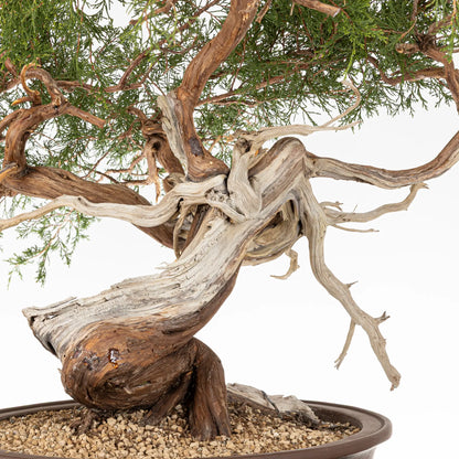Detalle de tronco de bonsai yamadori de juniperus sabina