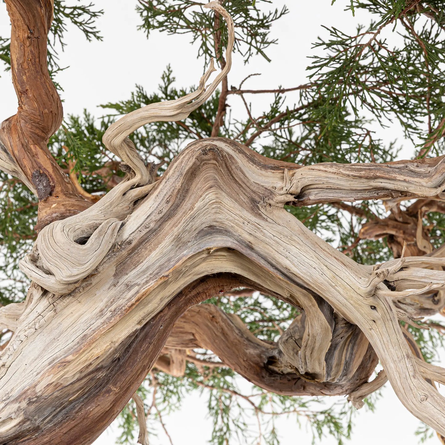 Detalle de shari y curvas de bonsai yamadori de juniperus sabina