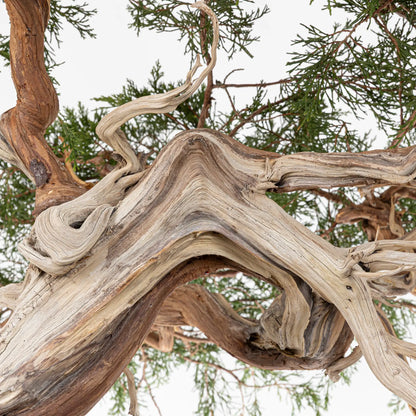 Detalle de shari y curvas de bonsai yamadori de juniperus sabina
