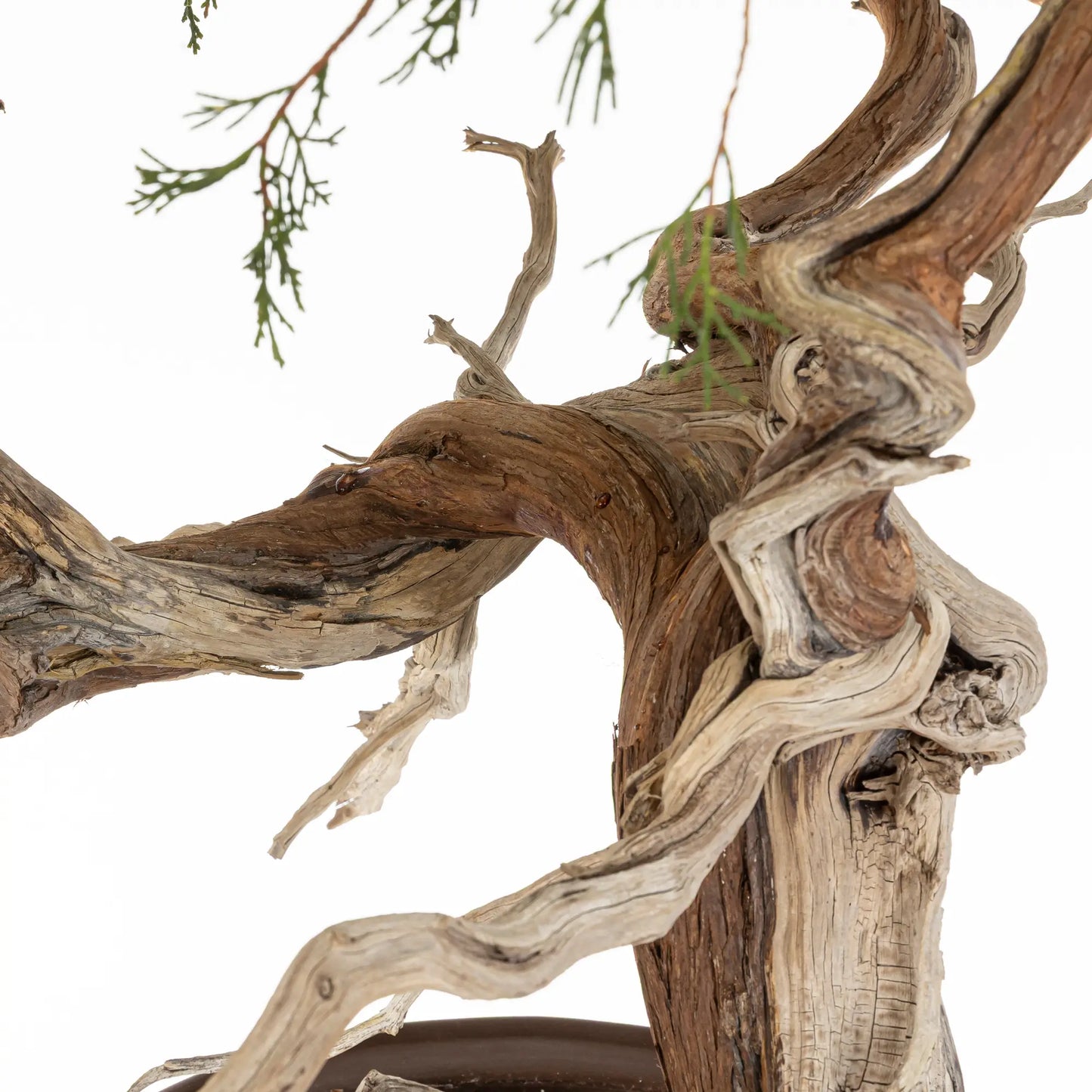 Detalle de shari y venas de bonsai yamadori de juniperus sabina