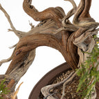 Detalle de sharis y venas de bonsai yamadori de juniperus sabina