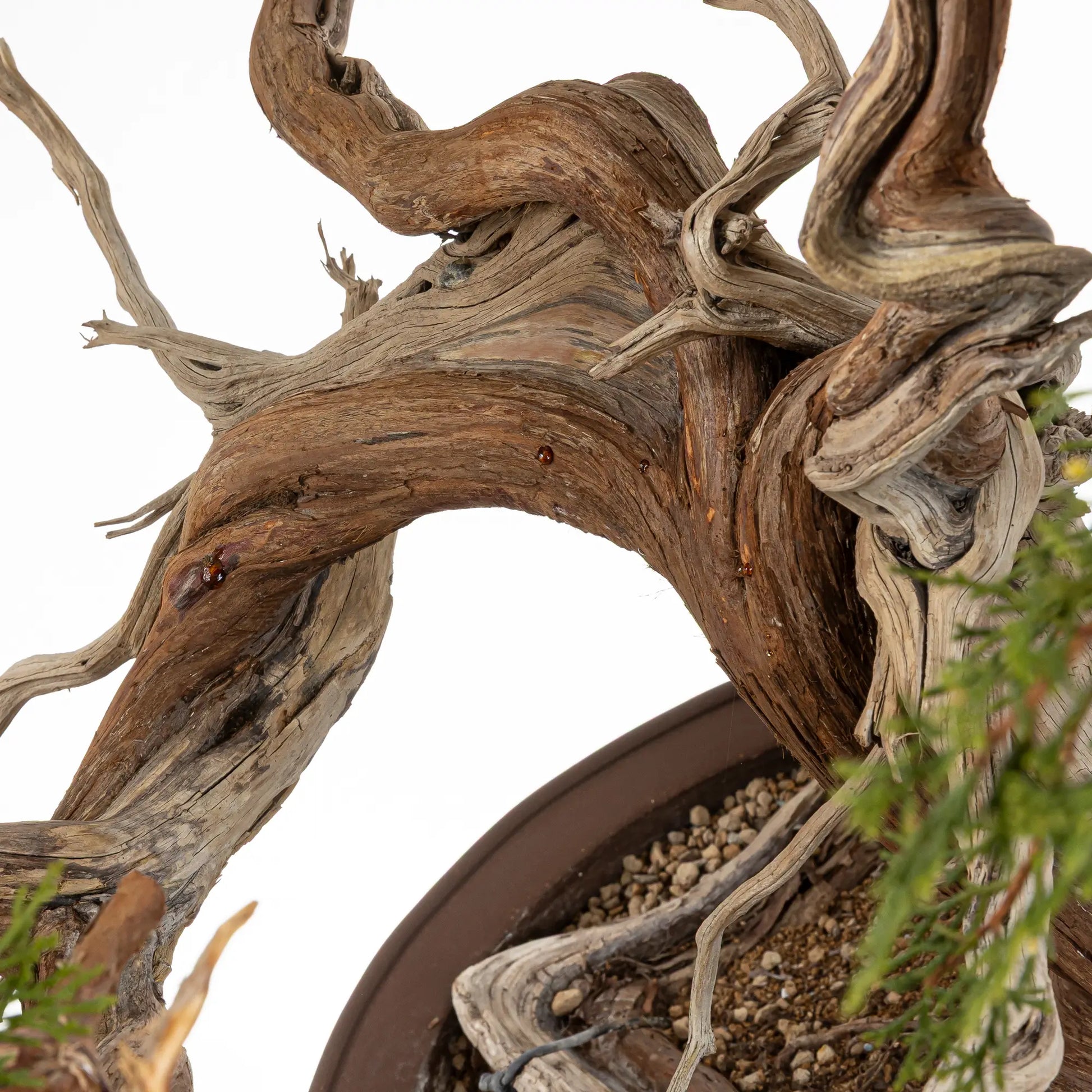 Detalle de sharis y venas de bonsai yamadori de juniperus sabina