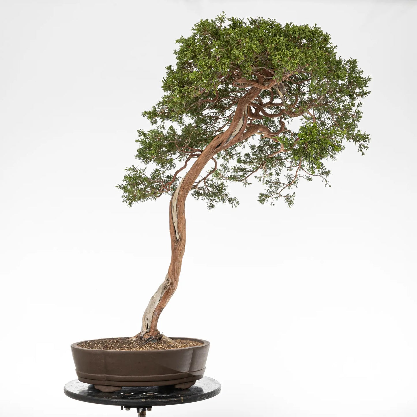 Bonsai yamadori de juniperus sabina en estilo bunjin y tamaño dai.