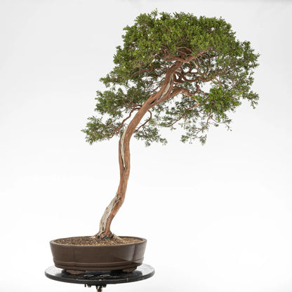 Bonsai yamadori de juniperus sabina en estilo bunjin y tamaño dai.
