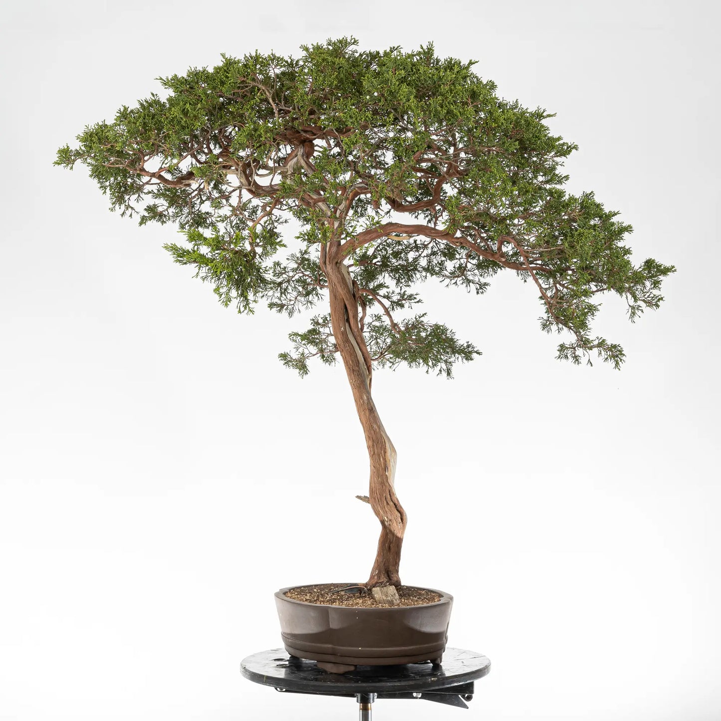 Cara derecha de bonsai yamadori de juniperus sabina