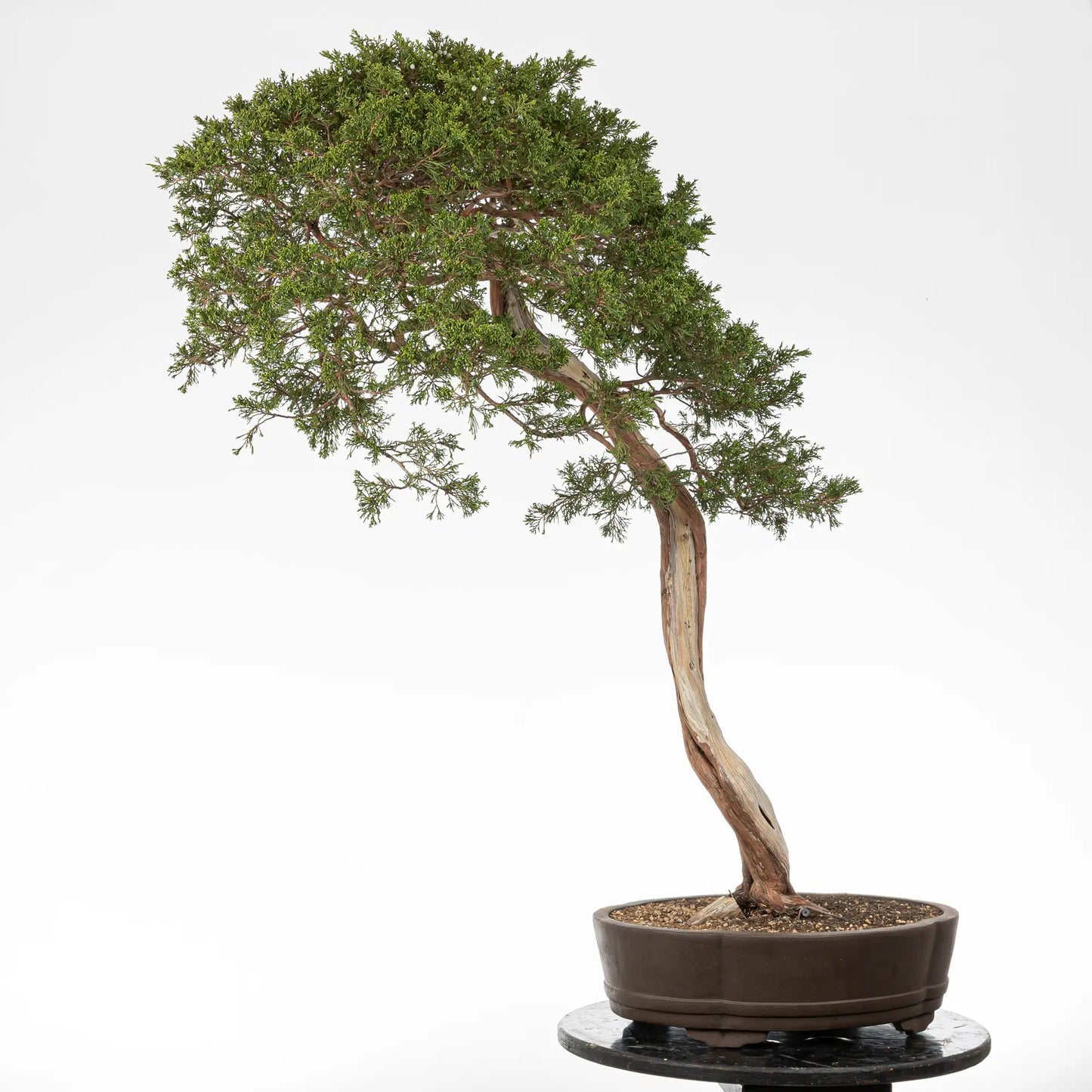 Cara trasera de bonsai yamadori de juniperus sabina