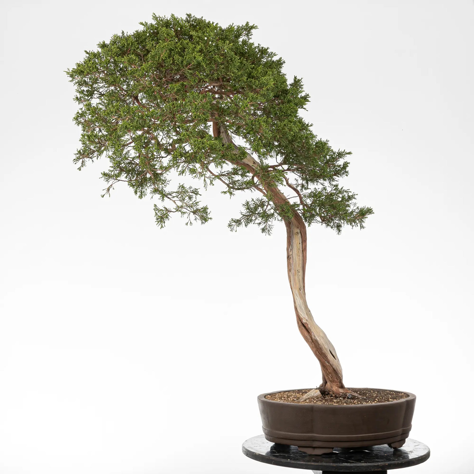 Cara trasera de bonsai yamadori de juniperus sabina