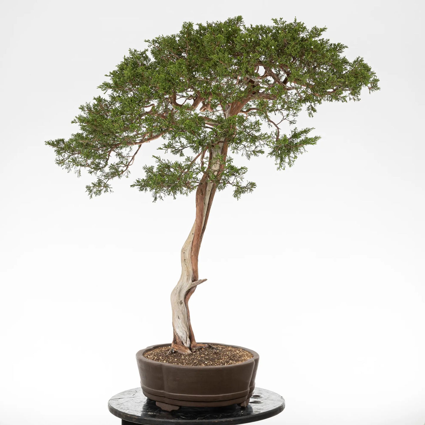 Cara izquierda de bonsai yamadori de juniperus sabina