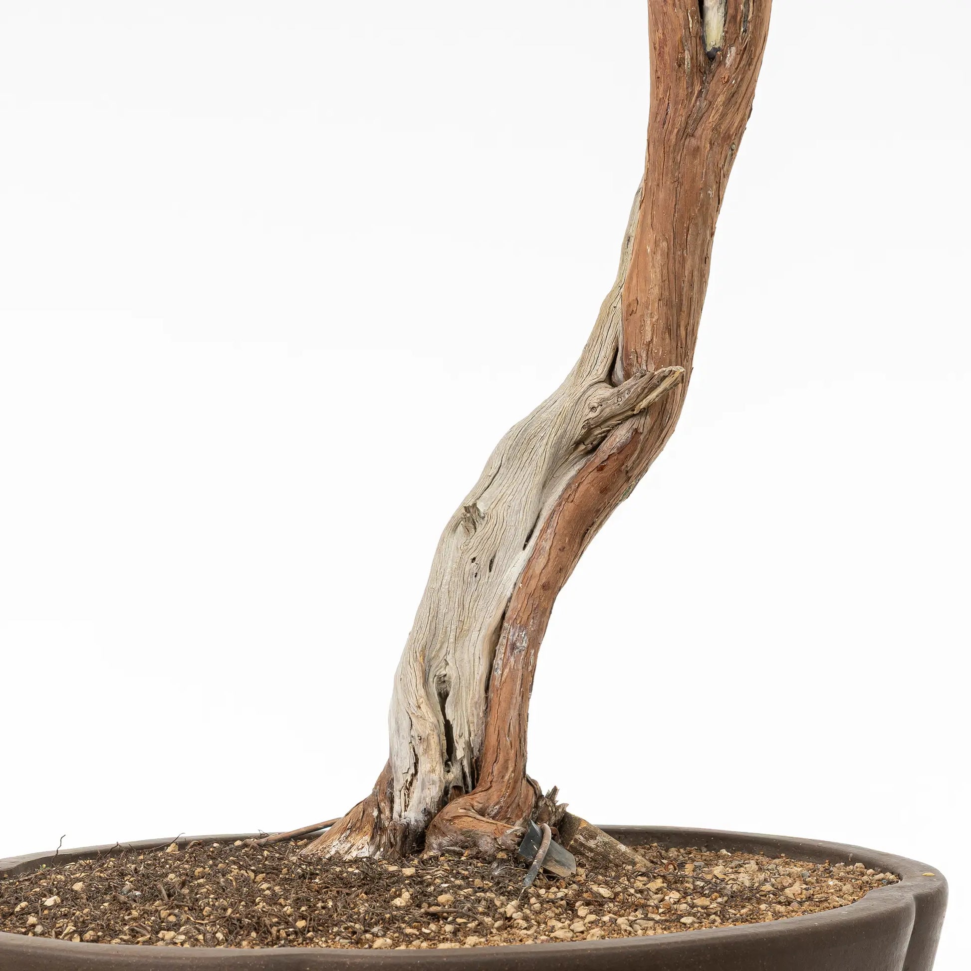 Nebari de bonsai de juniperus sabina