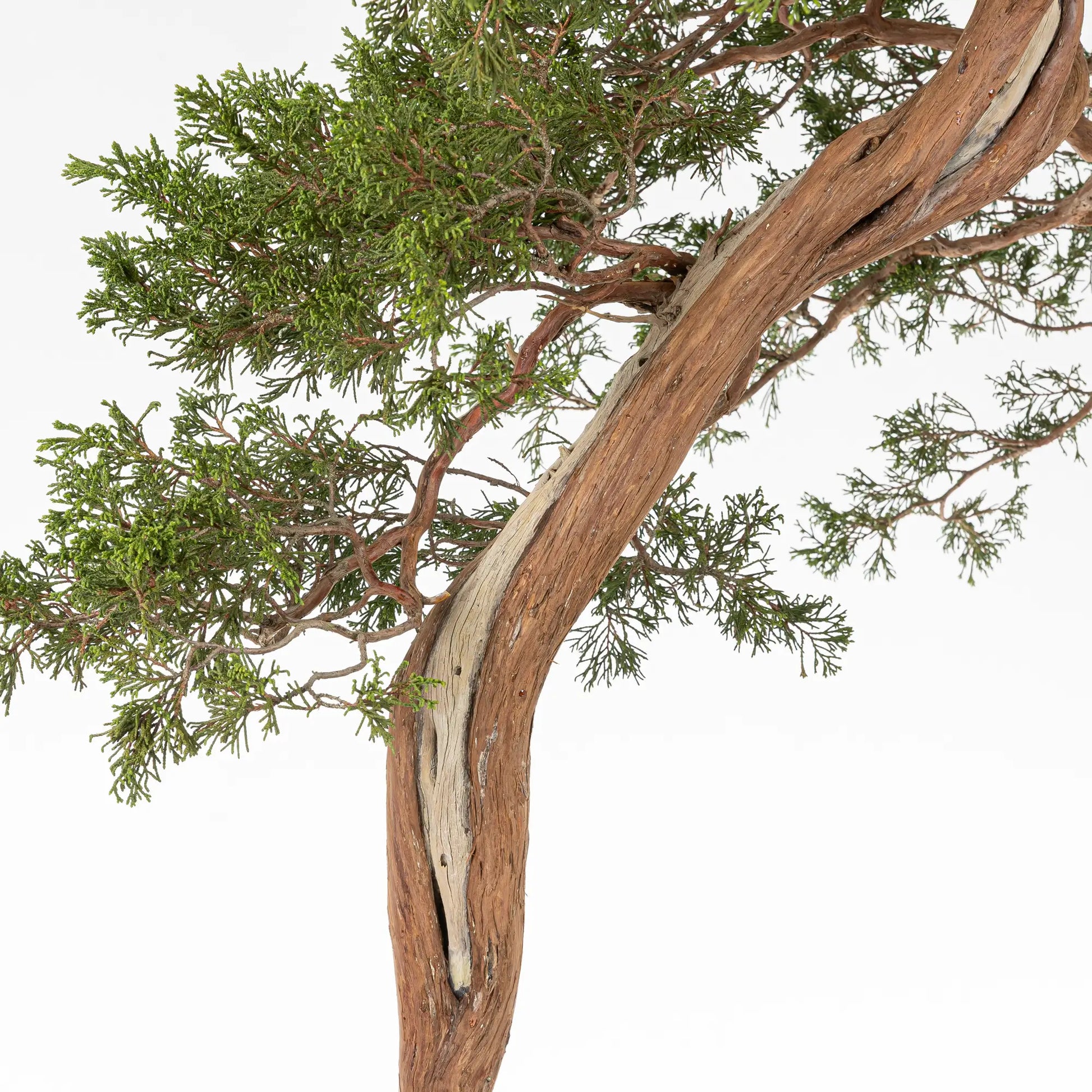 Tronco con venas y sharis de bonsai de juniperus sabinas