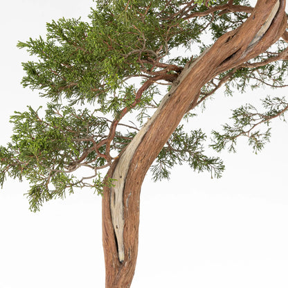 Tronco con venas y sharis de bonsai de juniperus sabinas