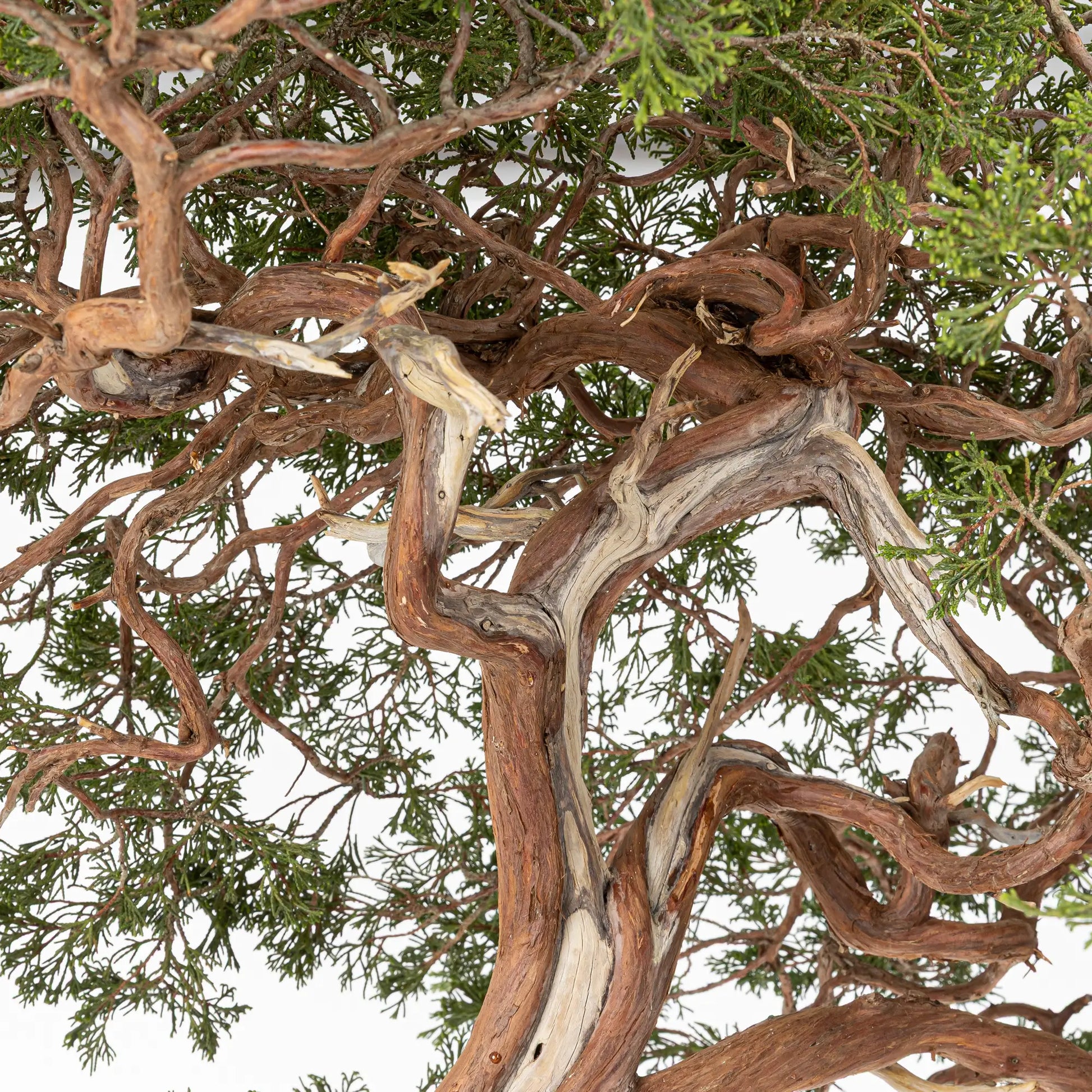 Detalle de ramas de bonsai yamadori de sabina