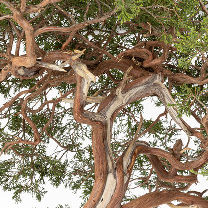 Detalle de ramas de bonsai yamadori de sabina
