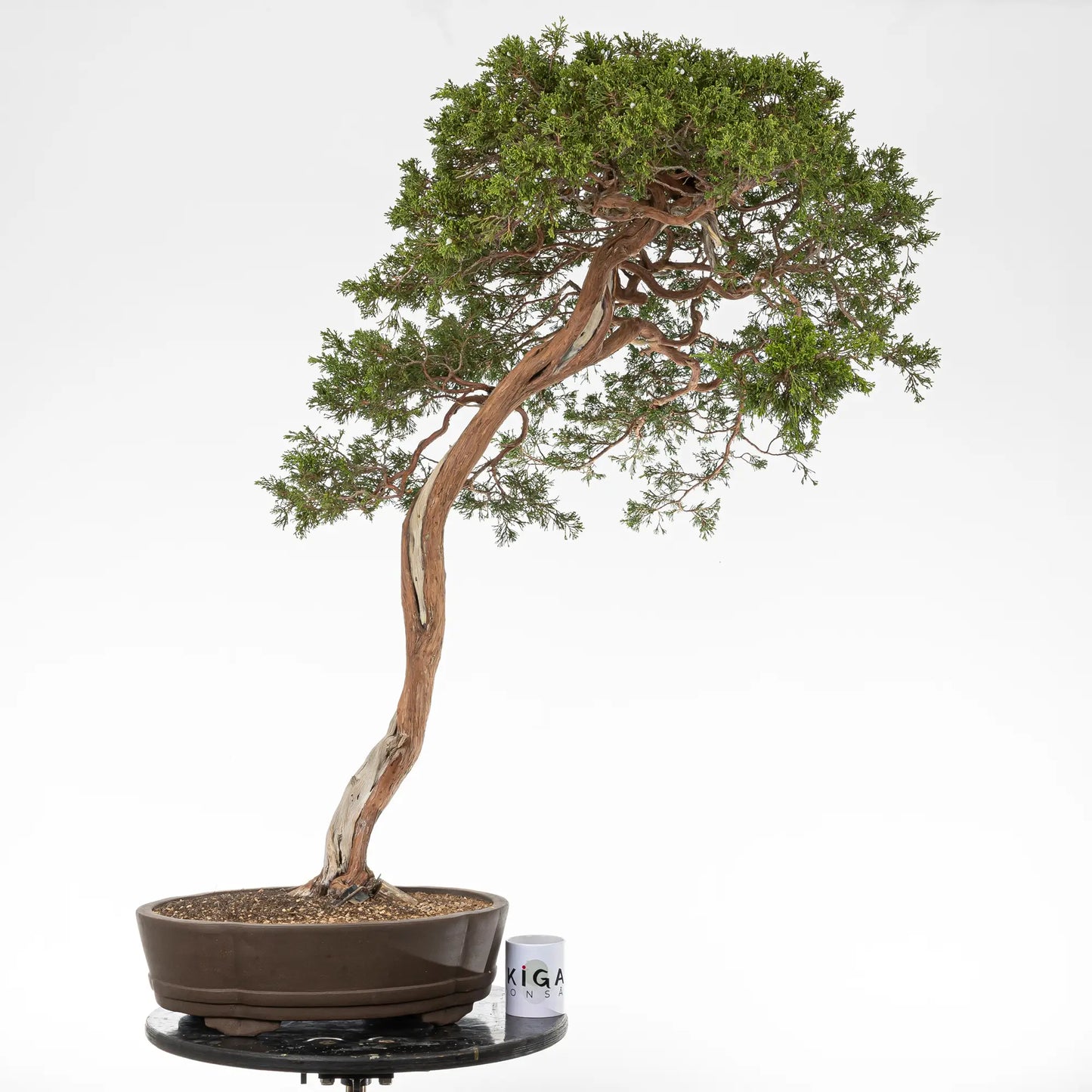 Comparativa de tamaño de bonsai yamadori de juniperus sabina con una taza de café de la tienda ikigai bonsai.