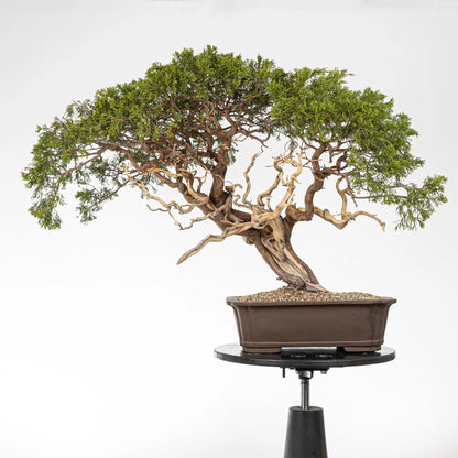 Frente junipero sabina tamaño dai.